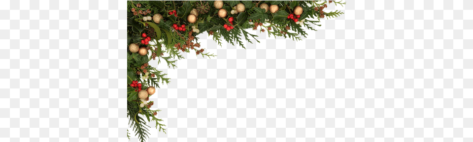 Holly Border Christmas Border, Plant, Tree, Christmas Decorations, Festival Png Image