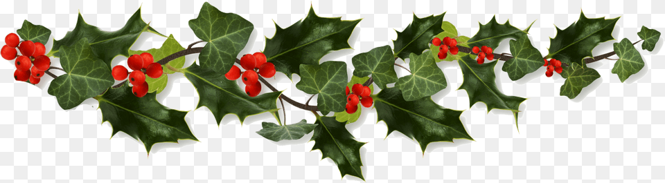 Holly Border Christmas Holly, Leaf, Plant, Flower, Tree Free Transparent Png