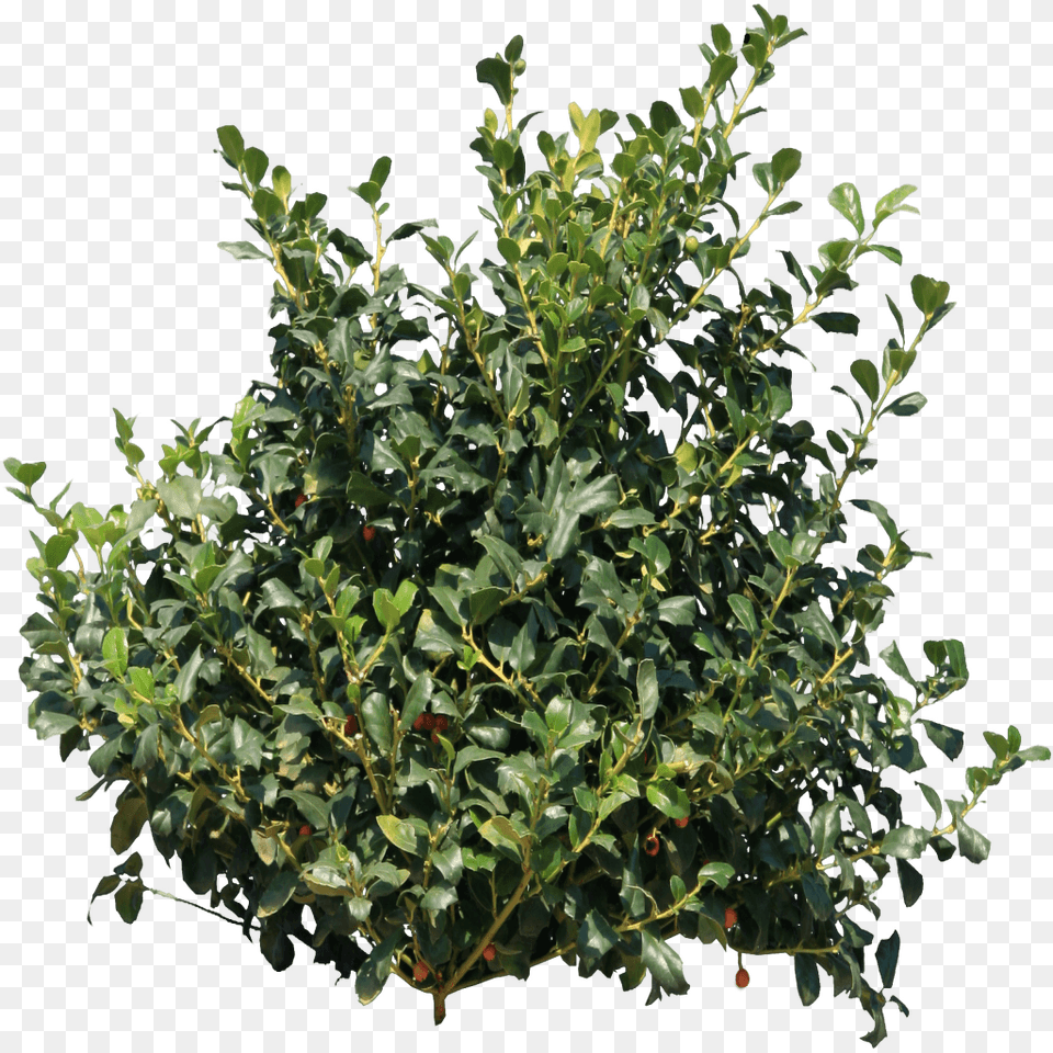 Holly Bush, Leaf, Plant, Tree, Vegetation Png