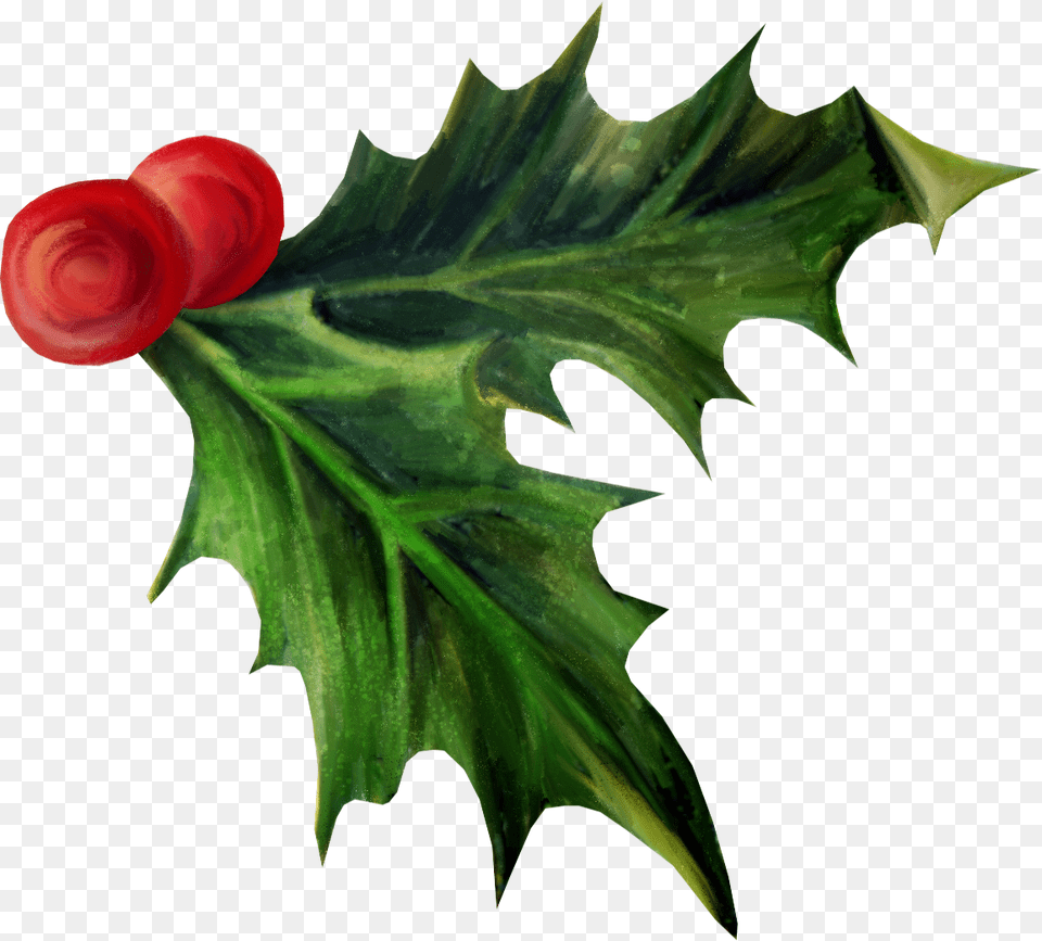 Holly Christmas Day Aquifoliales Adobe Photoshop Photography Holly Clipart Transparent Background, Flower, Leaf, Plant, Rose Free Png Download