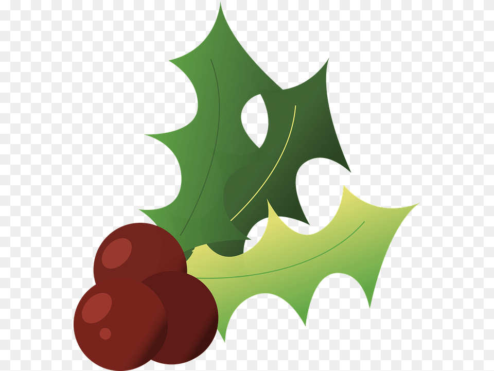 Holly Christmas Winter Image On Pixabay Hulst Transparent, Leaf, Plant, Food, Fruit Png