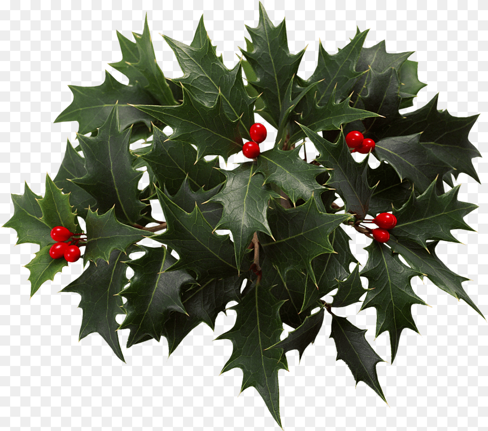 Holly Clip Art Blueberries Christmas Day Free Png Download