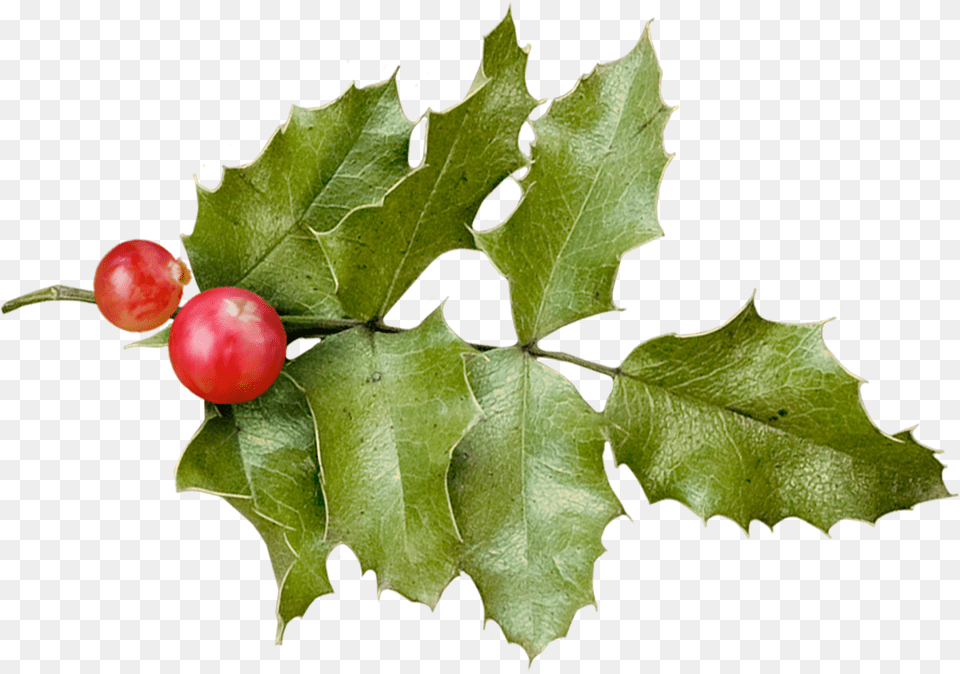 Holly Common Holly, Leaf, Plant, Produce, Food Free Transparent Png
