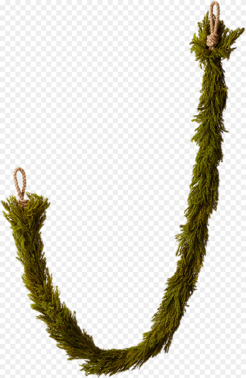 Holly Garland Garland, Tree, Plant, Moss, Conifer Free Png