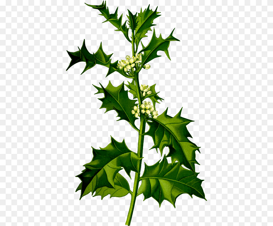 Holly Ilex Aquifolium L, Leaf, Plant, Green, Flower Free Transparent Png