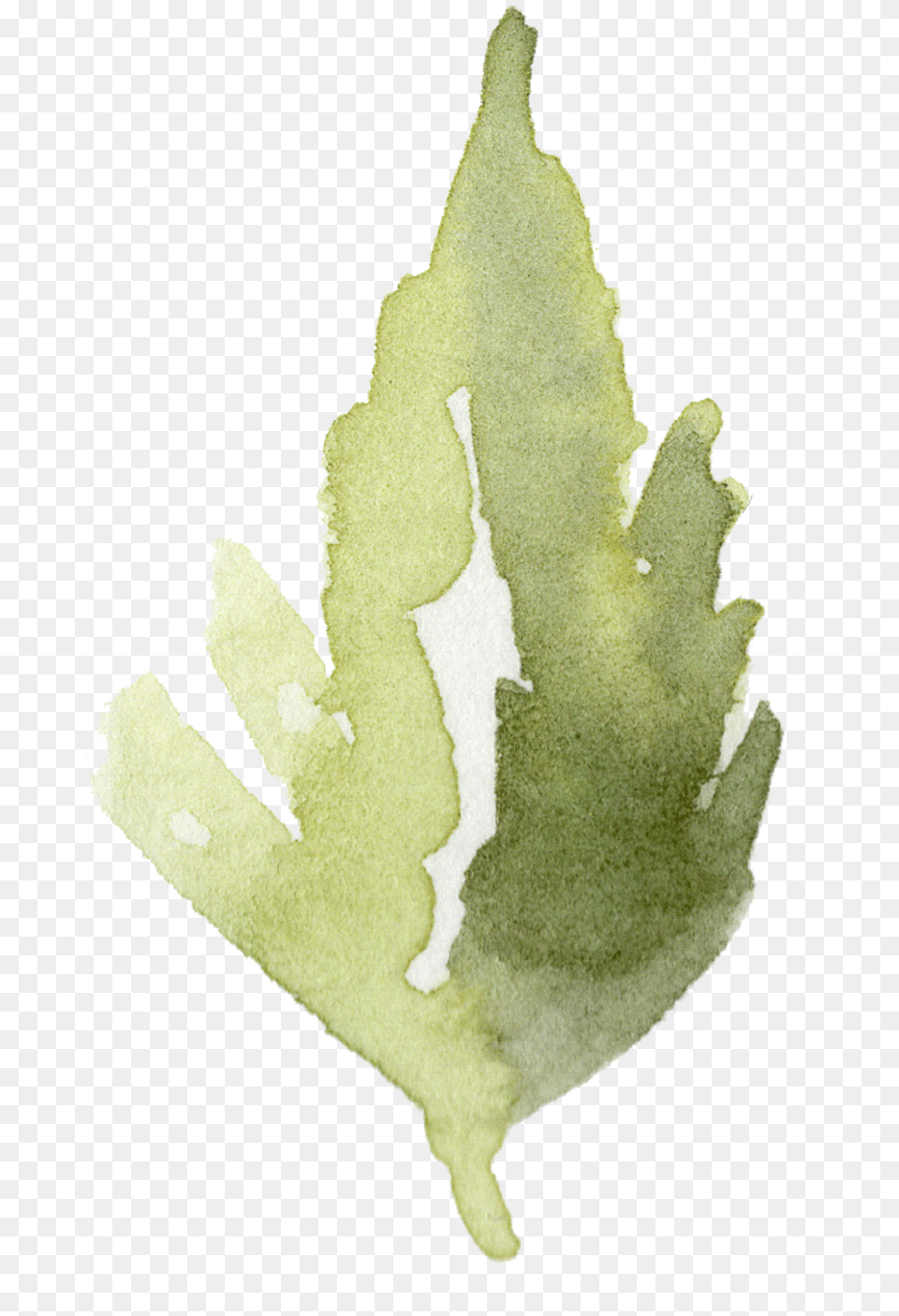 Holly Leaf, Plant Free Png