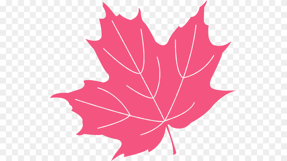 Holly Leaf, Maple Leaf, Plant, Tree, Person Png