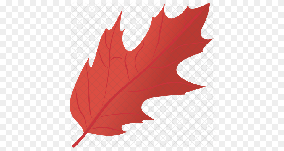 Holly Leaf Icon Birds Park, Plant, Tree, Maple Leaf Png Image