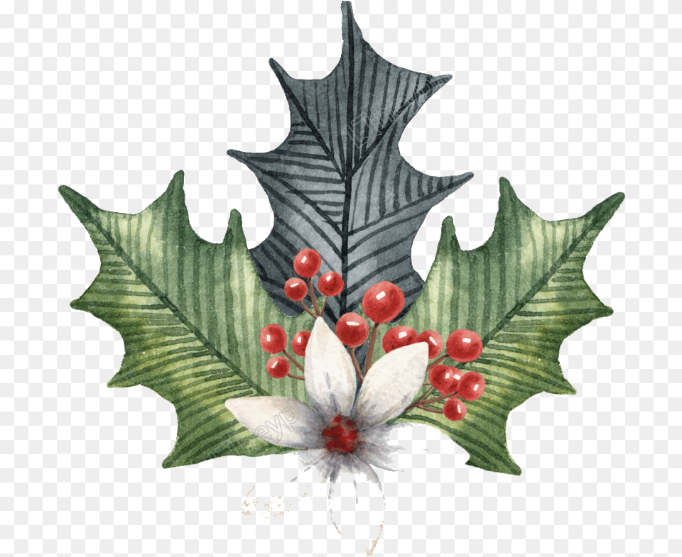 Holly Leaf Leaves Illustration Clipart Transparent Illustration, Plant, Pattern, Tree Free Png Download