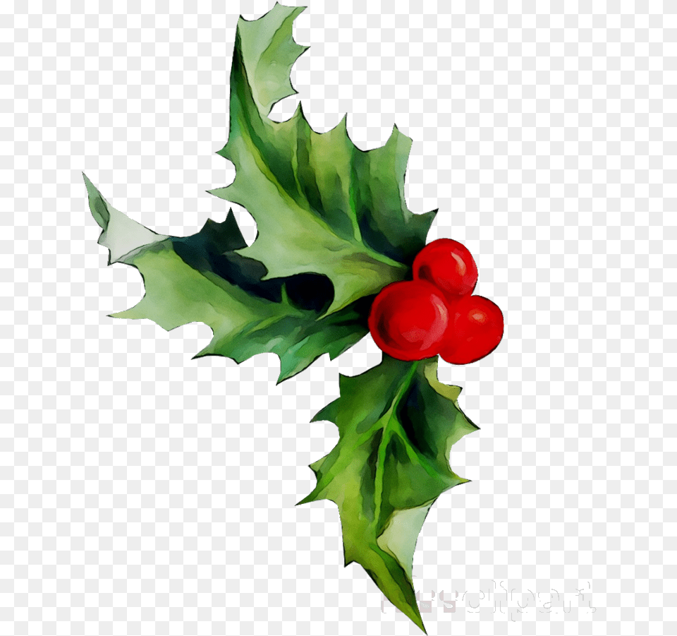 Holly Leaf Plant Flower Holly Food, Fruit, Produce, Person Free Transparent Png