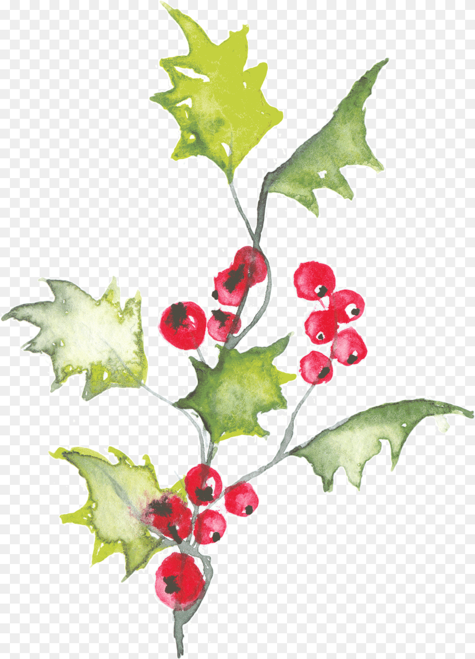 Holly Leaves Watercolor, Leaf, Plant, Tree, Flower Png
