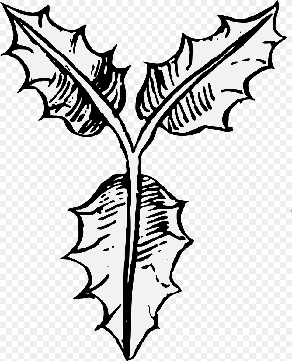 Holly Lovely, Leaf, Plant, Person, Silhouette Png