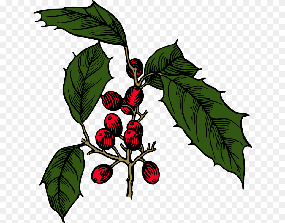 Holly Shrub Branch Evergreen Tree, Food, Fruit, Plant, Produce Free Png Download