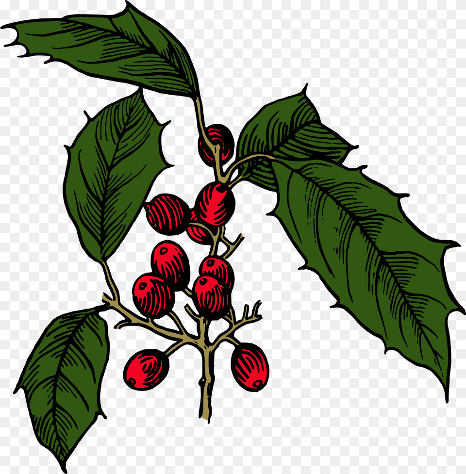 Holly Shrub Branch Evergreen Tree Illustration, Produce, Plant, Food, Fruit Png Image