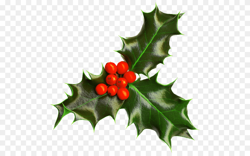 Holly Transparent Background Scottish Borders Housing Association, Leaf, Plant, Tree, Flower Free Png Download