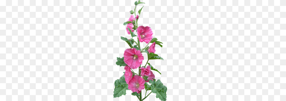 Hollyhock Flower, Geranium, Plant, Hibiscus Free Transparent Png