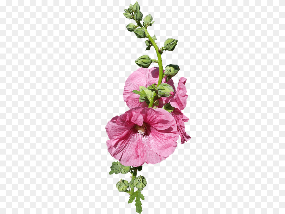 Hollyhock Flower, Geranium, Petal, Plant Free Png