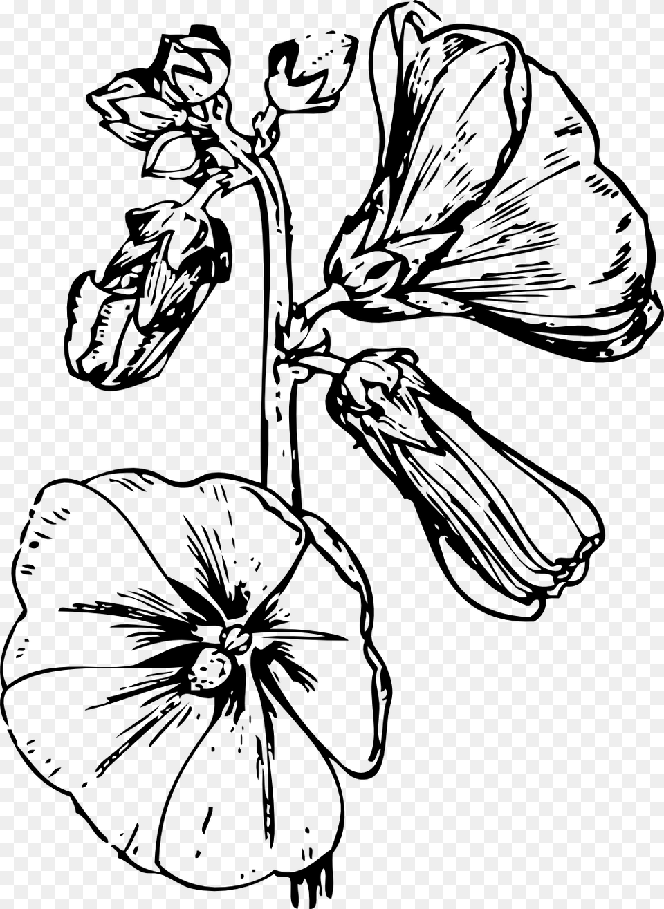 Hollyhock Flower Drawings, Art, Drawing, Plant, Person Png
