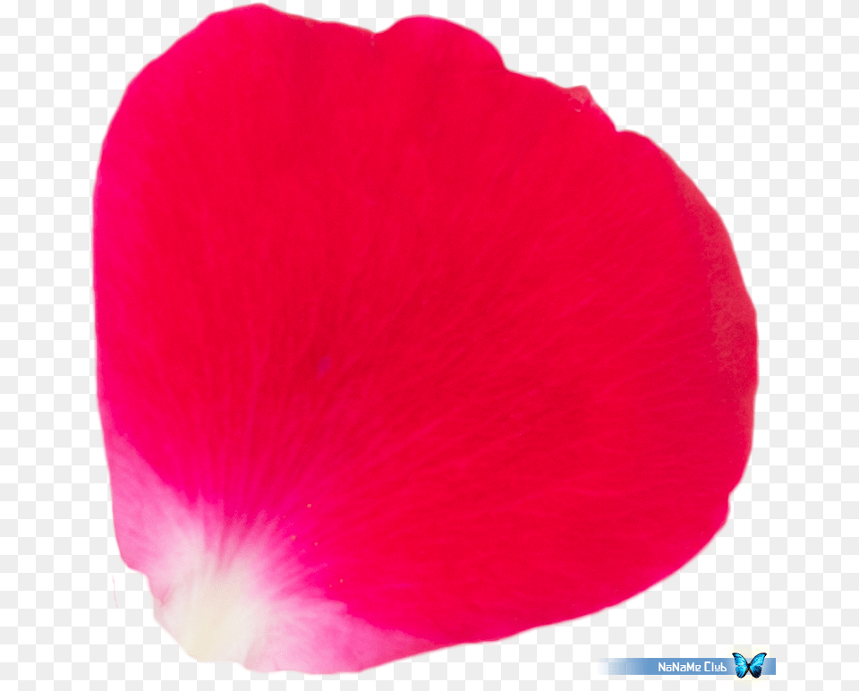 Hollyhocks, Flower, Petal, Plant Png Image