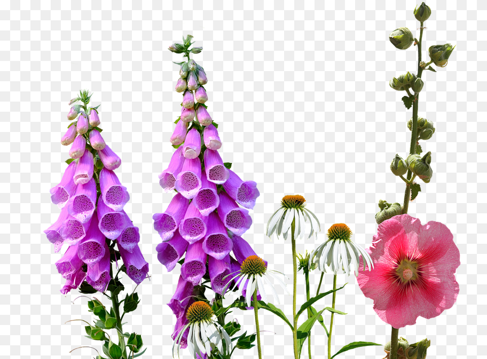 Hollyhocks Free Library Wild Flowers Transparent, Flower, Petal, Plant, Geranium Png Image
