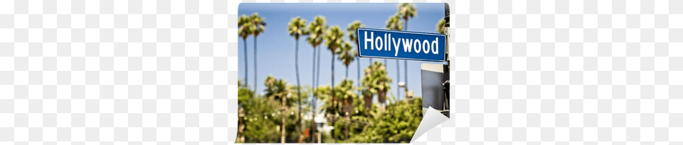 Hollywood Blvd Sticker, Palm Tree, Plant, Sign, Symbol Free Png