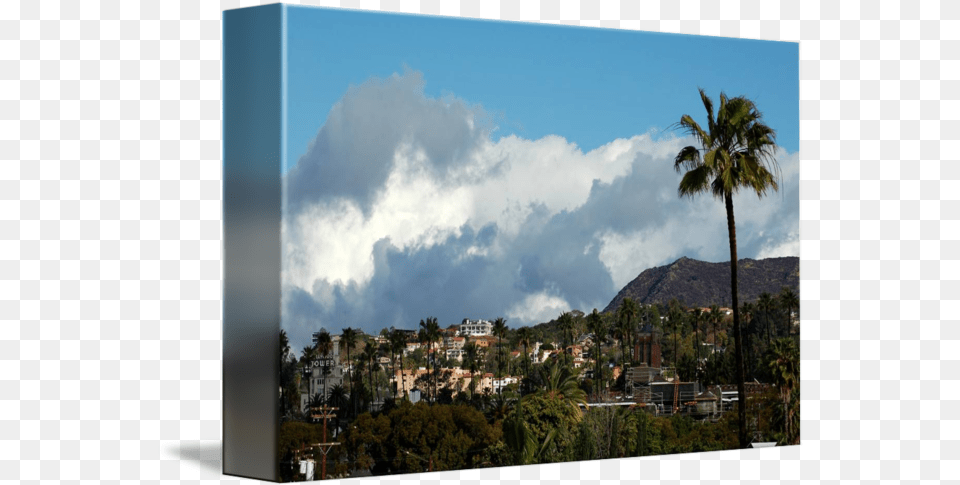 Hollywood Sign 09 By Brighteyesla Attalea Speciosa, Cloud, Tree, Sky, Scenery Free Transparent Png