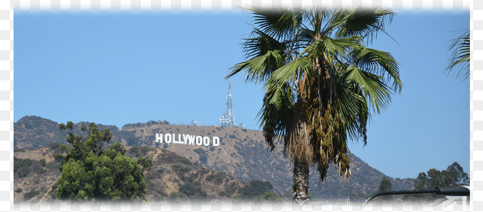 Hollywood Sign, Palm Tree, Plant, Summer, Tree Free Png