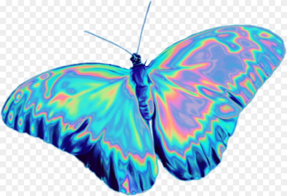 Holographic Butterfly, Animal, Insect, Invertebrate, Accessories Png