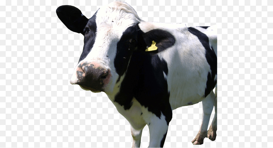 Holstein, Animal, Cattle, Cow, Livestock Free Png Download