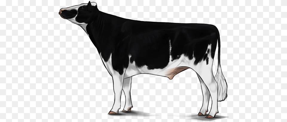 Holstein Cattle, Animal, Cow, Livestock, Mammal Free Png