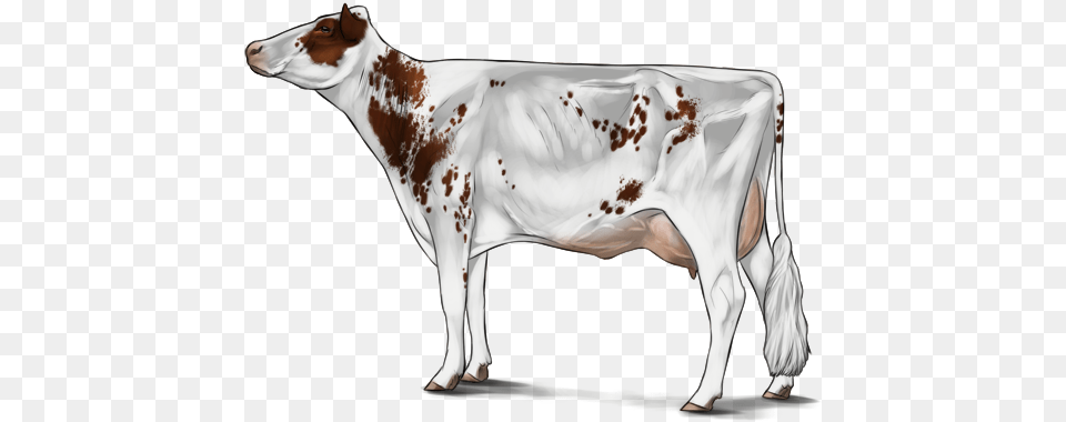 Holstein Cattle, Animal, Cow, Dairy Cow, Livestock Free Png Download