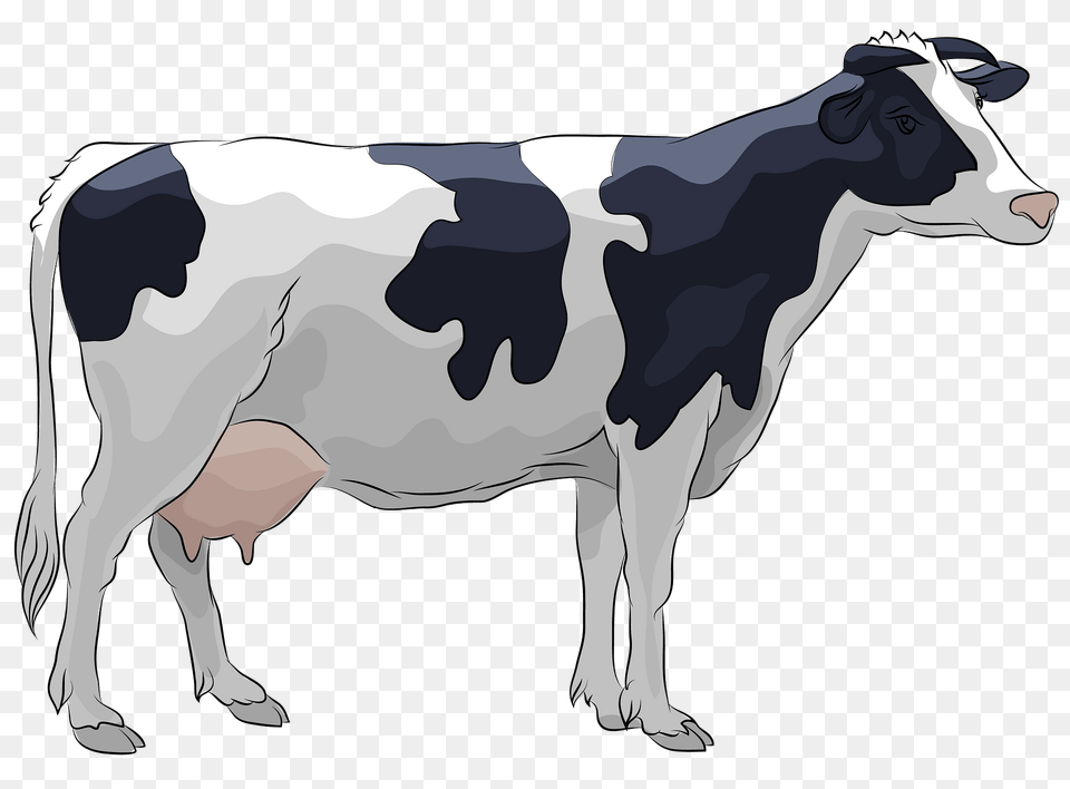 Holstein Cow Clipart, Animal, Cattle, Dairy Cow, Livestock Png