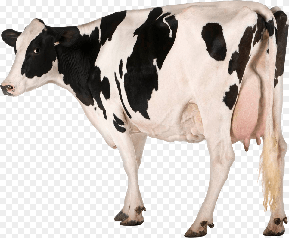 Holstein Cow White Background, Animal, Cattle, Dairy Cow, Livestock Free Png Download