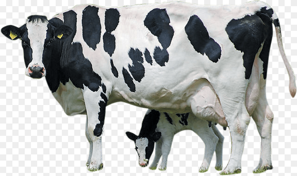 Holstein Friesian Cattle Calf Farm Livestock Dairy Cow With Calf Free Png Download