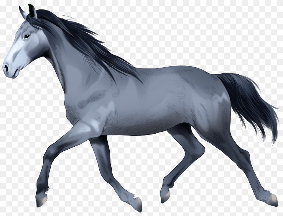 Holsteiner Horse Clipart, Andalusian Horse, Animal, Mammal, Stallion Free Png