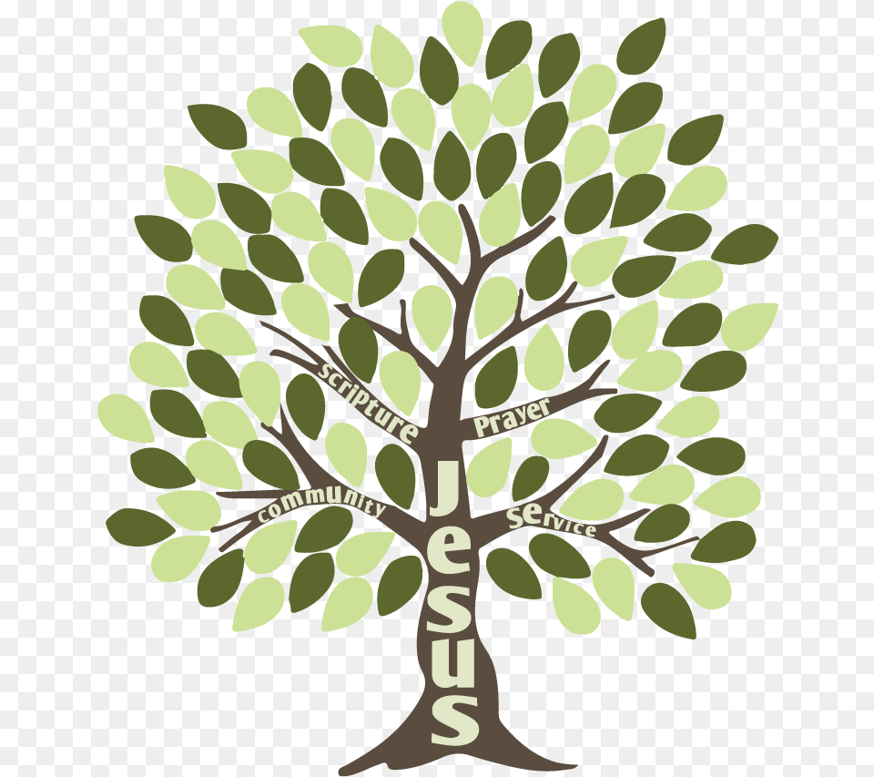 Holy Apostles Tree Clipart Download Illustration, Oak, Plant, Sycamore, Tree Trunk Png Image