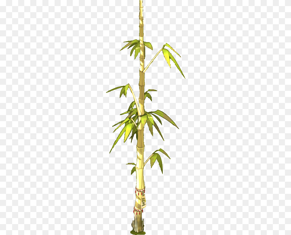 Holy Bamboo Tree, Plant, Leaf Png