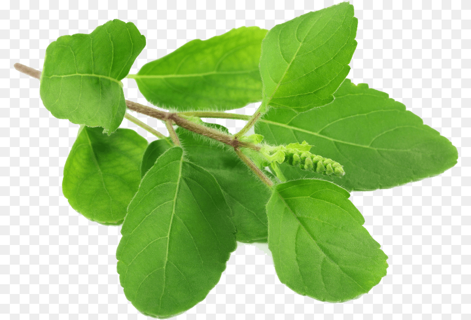 Holy Basil File Tulsi Leaves, Herbal, Herbs, Leaf, Plant Png Image