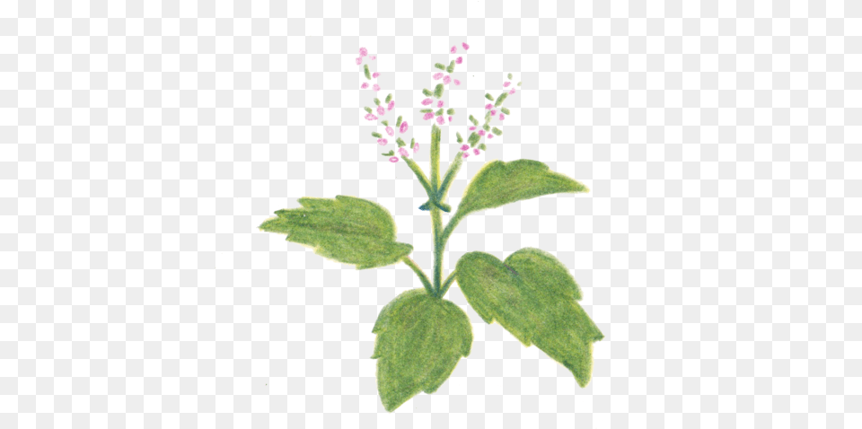 Holy Basil Free Pictures Heal All, Flower, Grass, Herbal, Herbs Png Image
