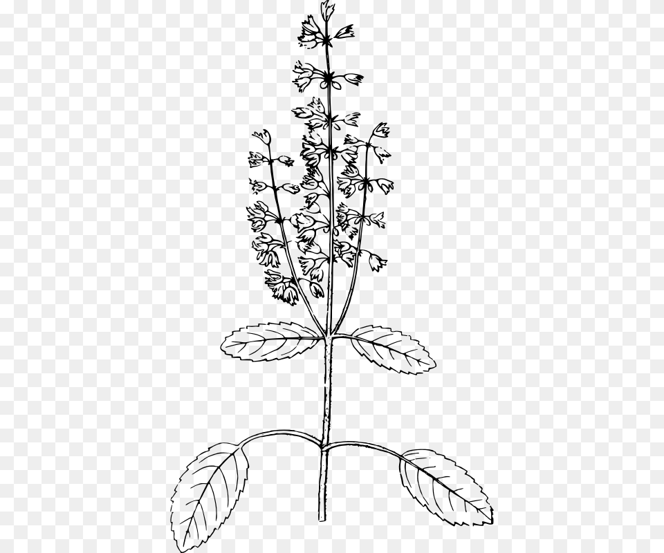 Holy Basil Outline Of Basil Plant, Gray Free Png Download