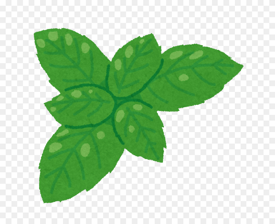 Holy Basil Images, Herbs, Leaf, Mint, Plant Free Transparent Png
