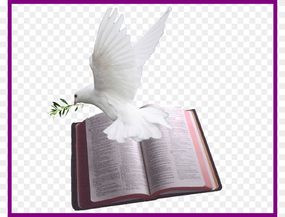 Holy Bible And Dove, Animal, Bird, Book, Publication Free Png Download