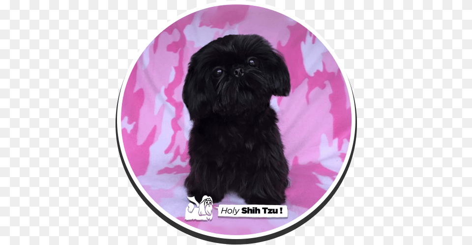 Holy Shih Tzu Puppies Griffon Bruxellois, Animal, Canine, Mammal, Dog Png Image