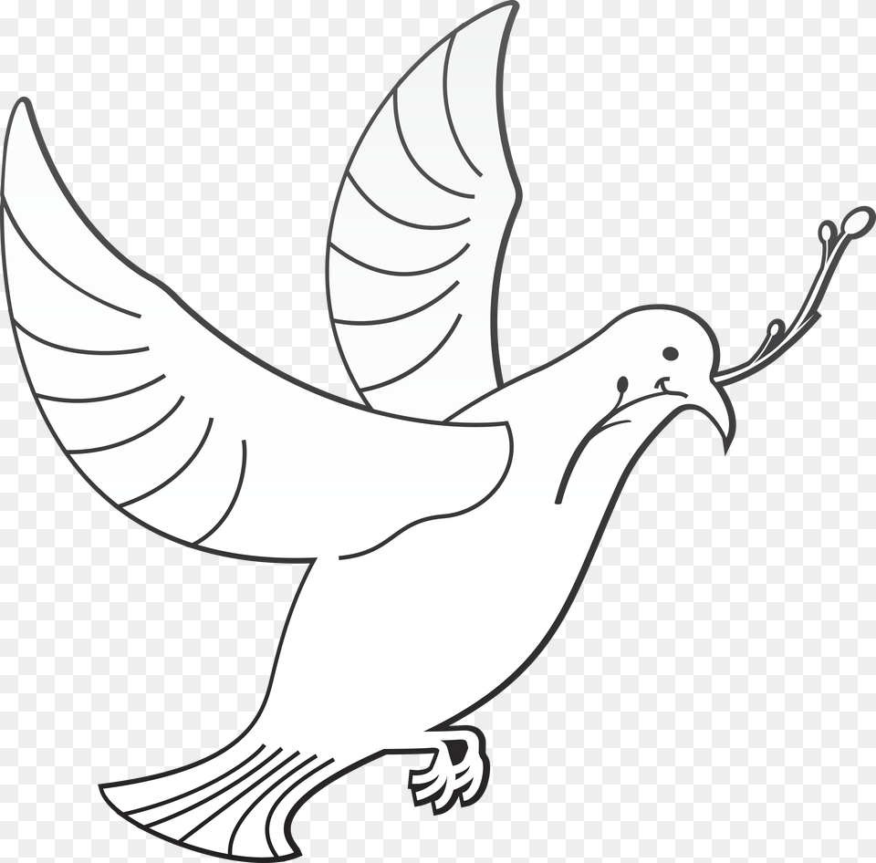 Holy Spirit, Animal, Bird, Pigeon, Dove Free Png