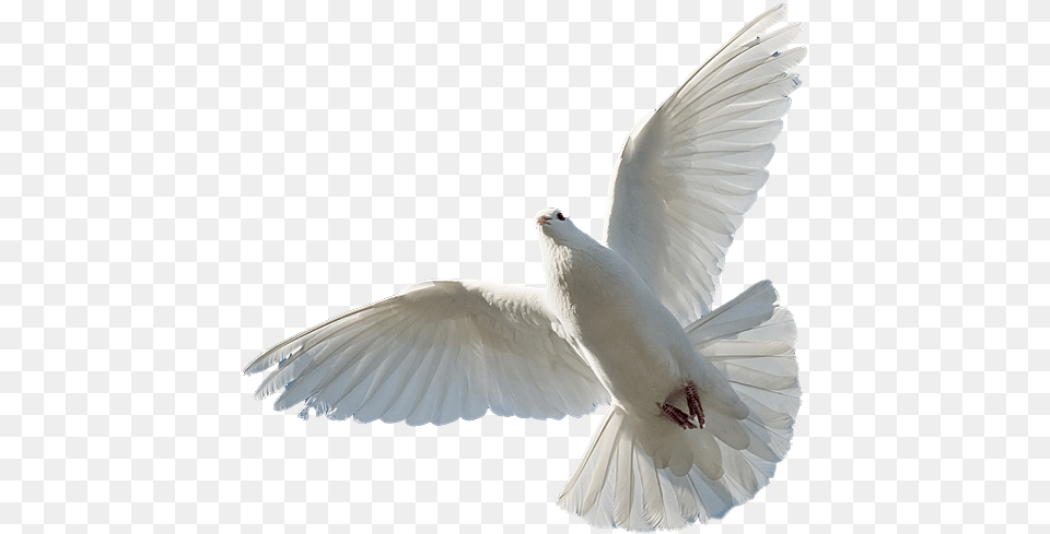 Holy Spirit Bible, Animal, Bird, Pigeon, Dove Free Png