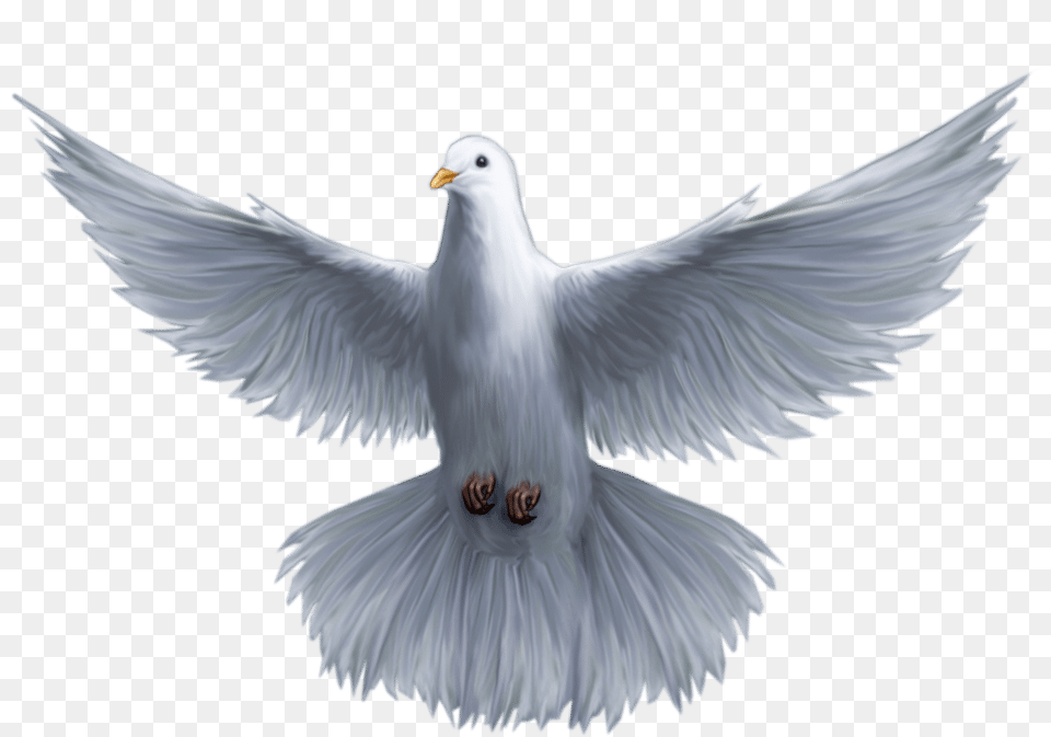 Holy Spirit Dove, Animal, Bird, Pigeon Png Image