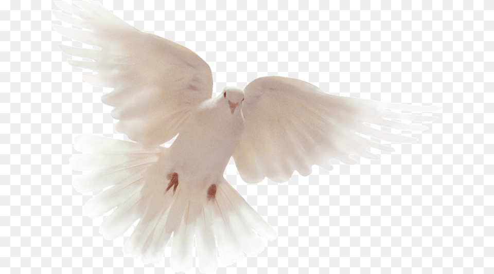 Holy Spirit Dove, Animal, Bird, Pigeon, Baby Free Transparent Png
