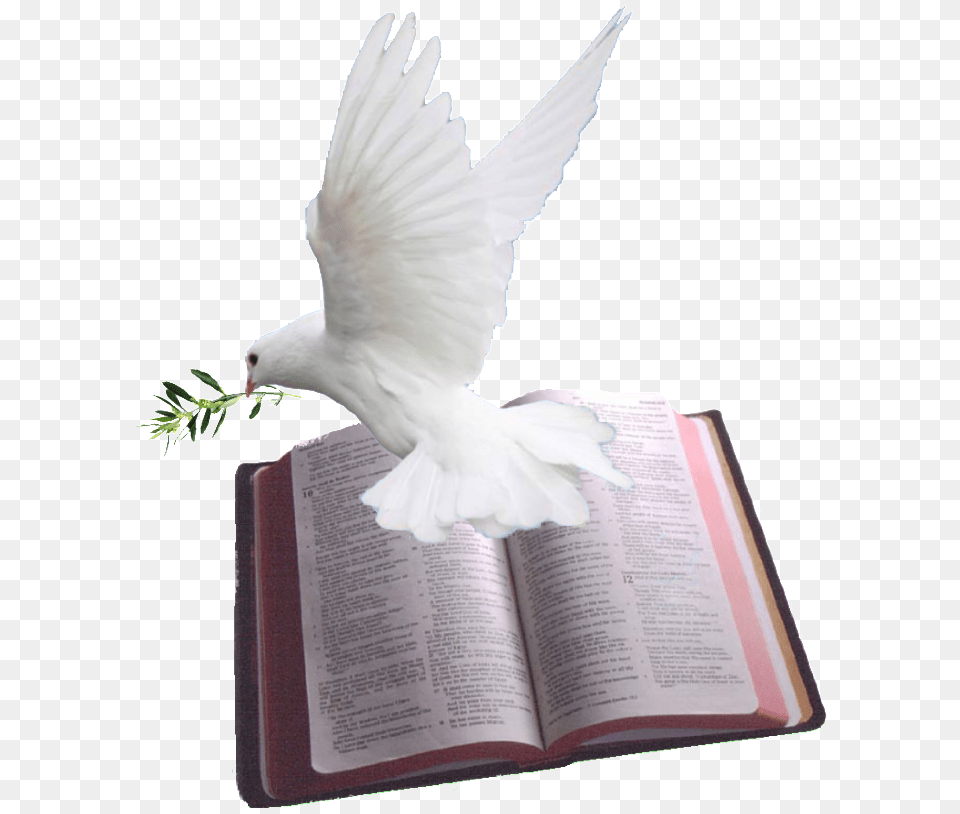 Holy Spirit Dove Bible With Dove, Book, Publication, Animal, Bird Free Png