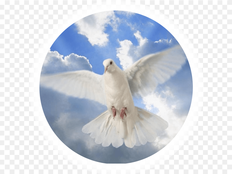 Holy Spirit Dove Brooding Dove, Animal, Bird, Pigeon Free Png
