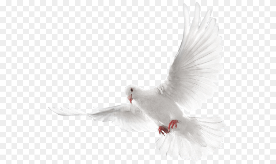 Holy Spirit Doves Transparent Background, Animal, Bird, Pigeon, Dove Free Png